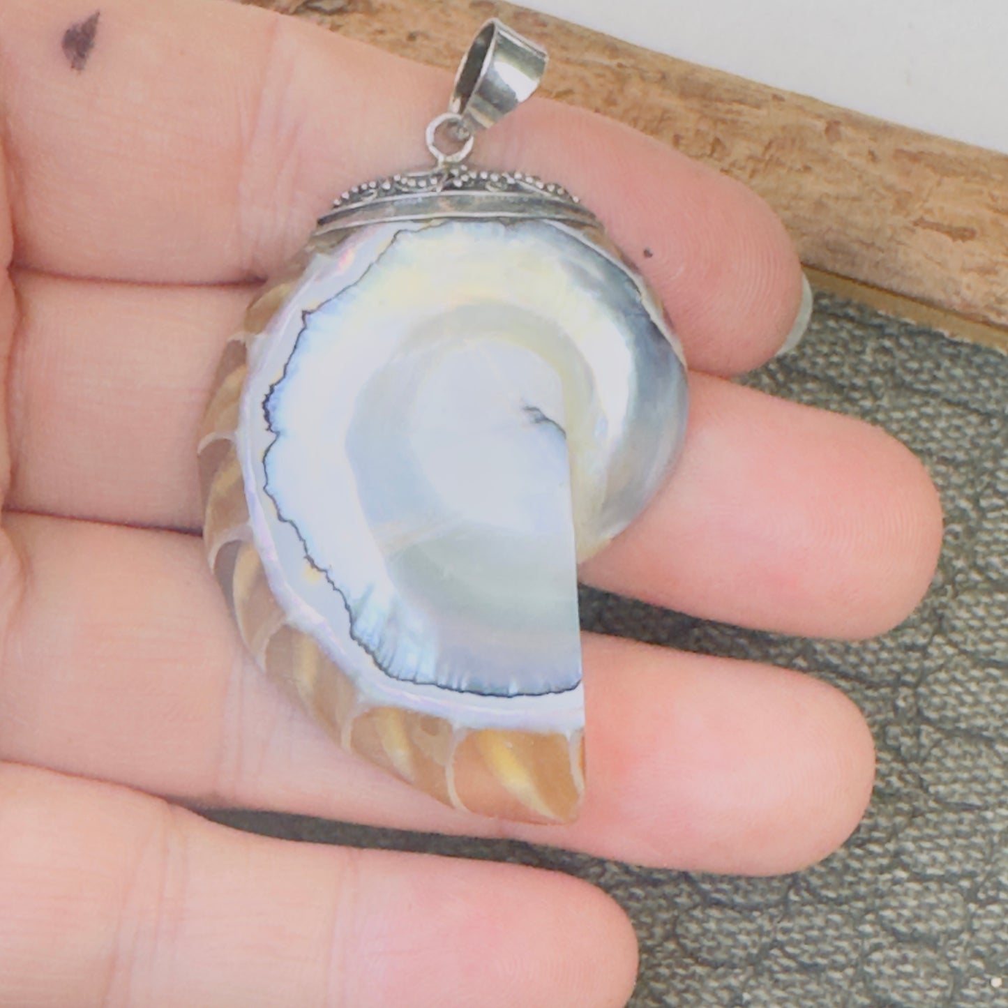 Sale -  2" Nautilus Shell Sterling Silver Pendant Necklace (18")